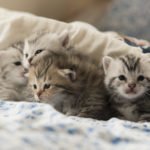 Emergency Stress Relief: Kittens